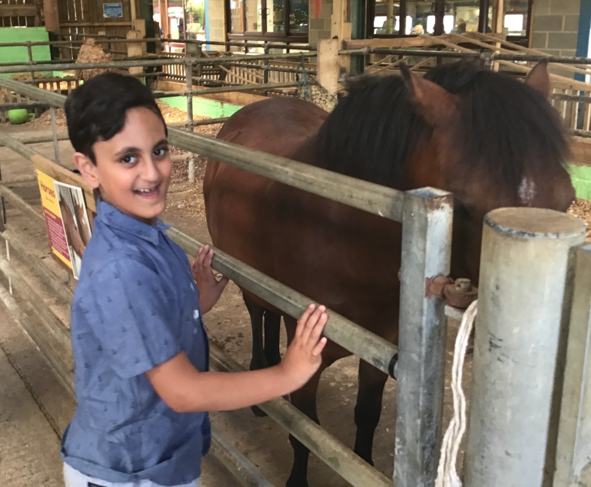Pupil looking at a horse during a farm visit