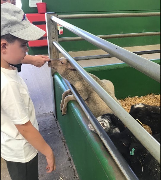 Pupil at a farm looking a sheep
