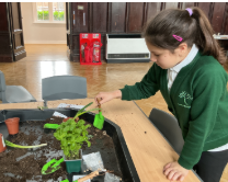 Pupil completing a horticulture activity